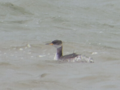 Thumbnail of Red Necked Grebe